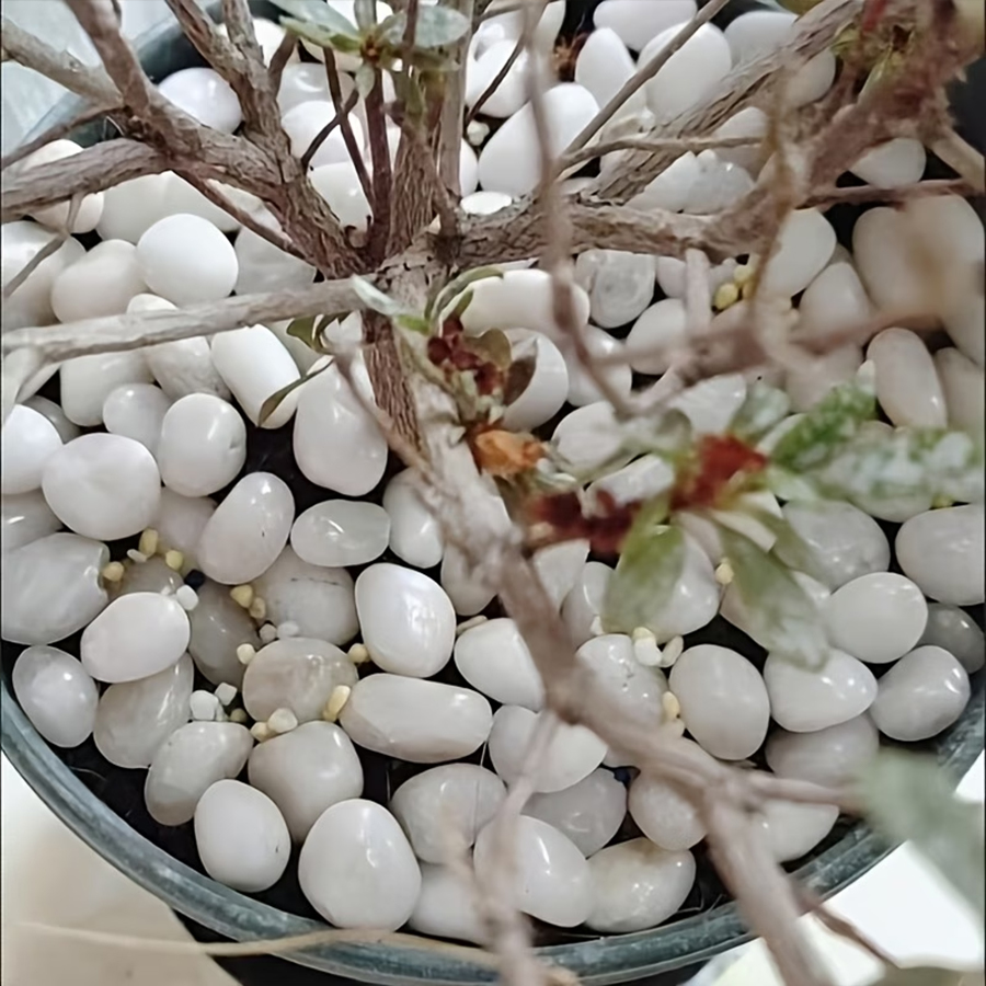 Полированные белые гальки 300/ – обзор и цена Bonsai Rock Garden
