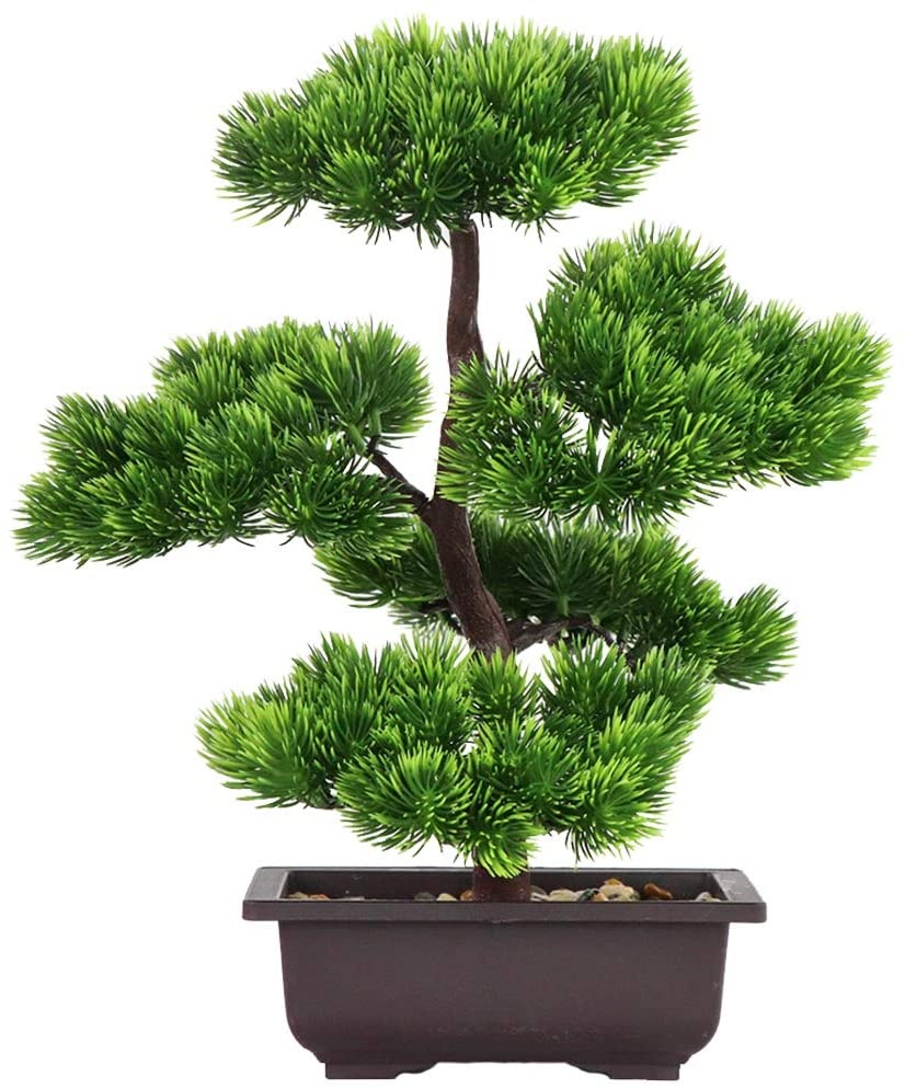 Японский бонсай из сосны для у – обзор и цена Bonsai Garden Kit