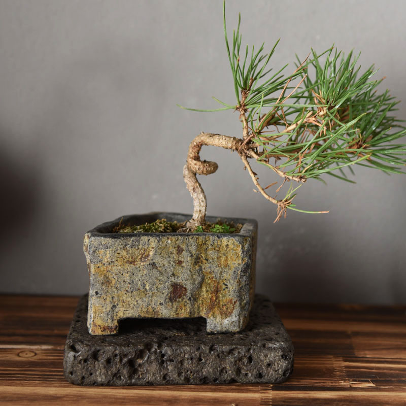 Базальтовый цветочный горшок и – обзор и цена Bonsai Garden Chinese Garden