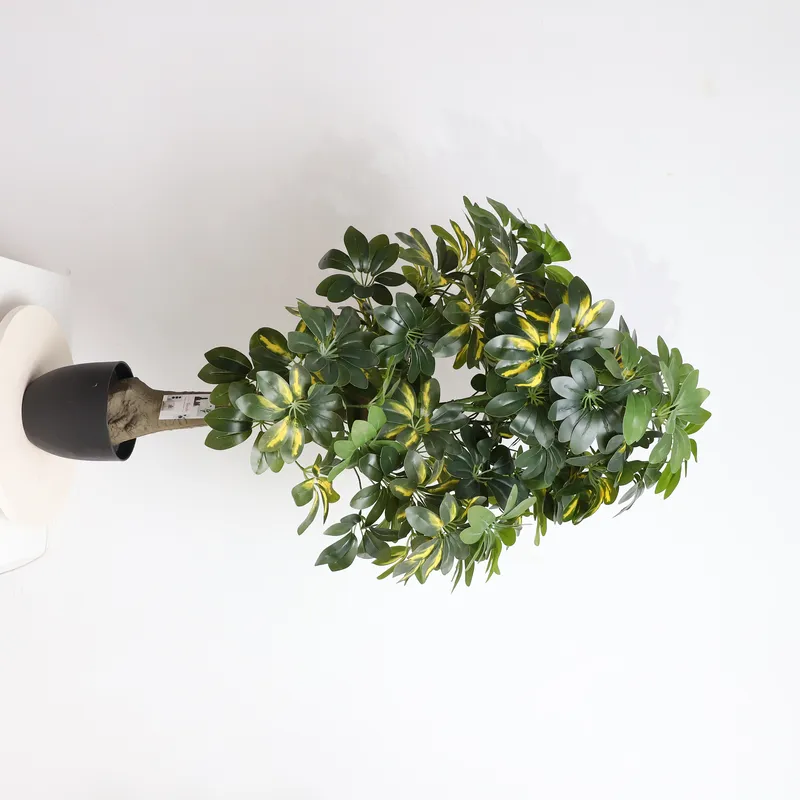 Оптовая цена от производителя: – обзор и цена Bonsai Garden Price
