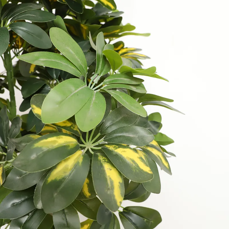 Оптовая цена от производителя: – обзор и цена Bonsai Garden Price