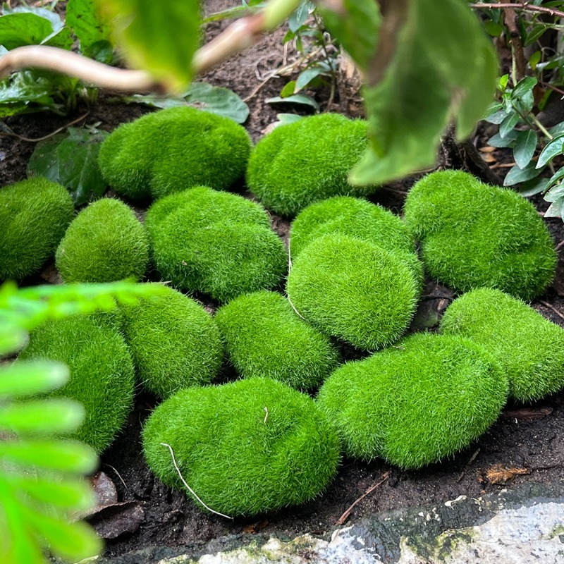 5/30 шт. Искусственные камни-м – обзор и цена Bonsai Rock Garden