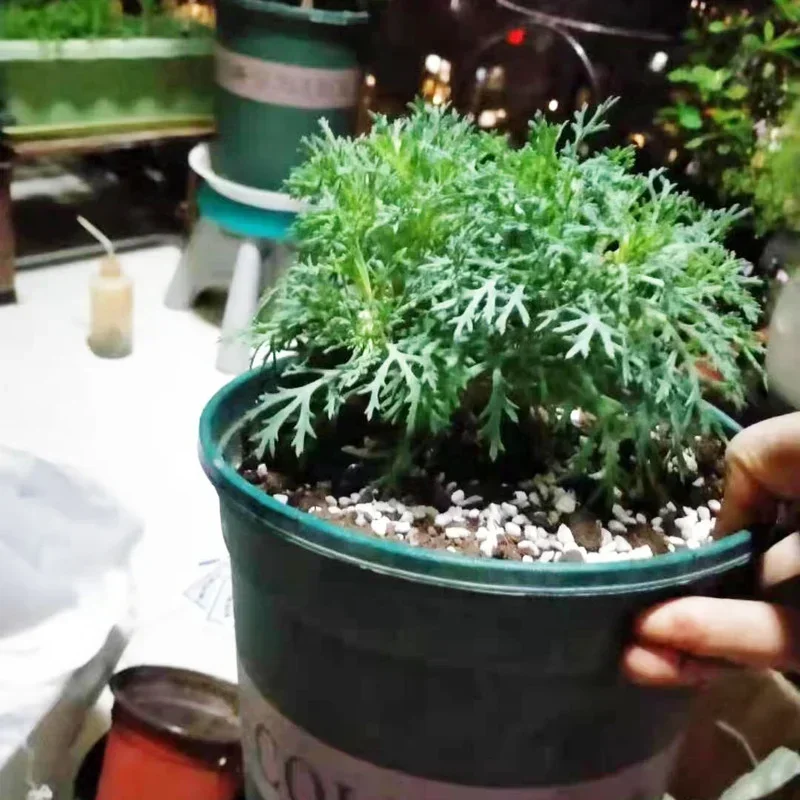 1л/2л перлитовые гранулы, конф – обзор и цена Bonsai Garden Nursery