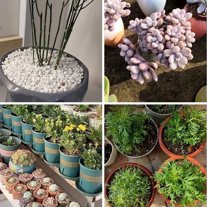 1л/2л перлитовые гранулы, конф – обзор и цена Bonsai Garden Nursery