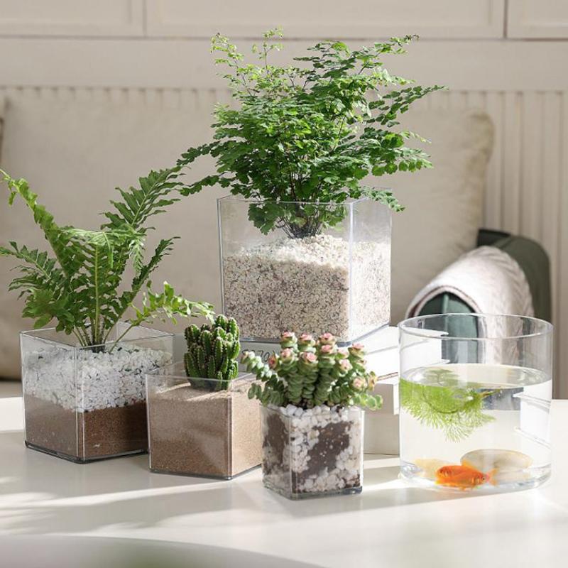 Квадратные/круглые прозрачные  – обзор и цена Bonsai Garden Nursery